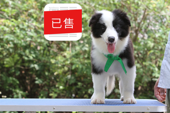 湛江得天犬舍