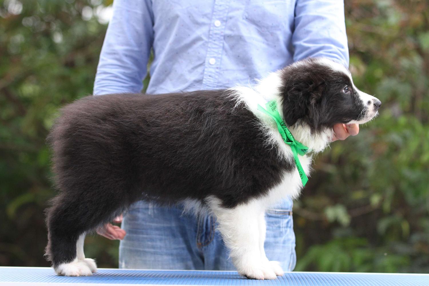 边境牧羊犬冠军直子双血统证书2018年1月15日出生