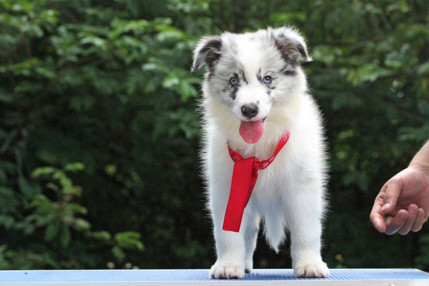 边境牧羊犬小母双血统证书18年3月25日