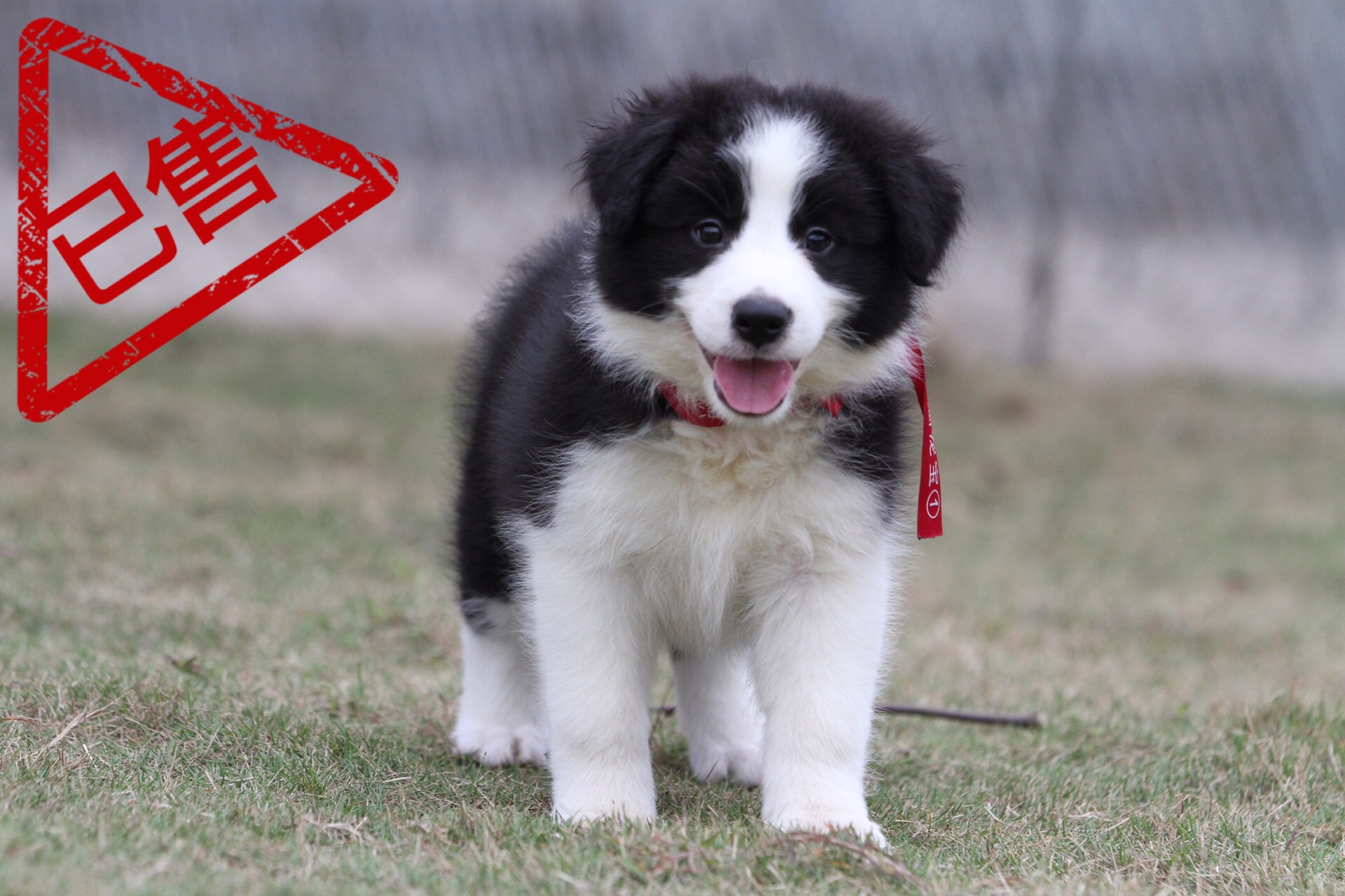 边境牧羊犬小母