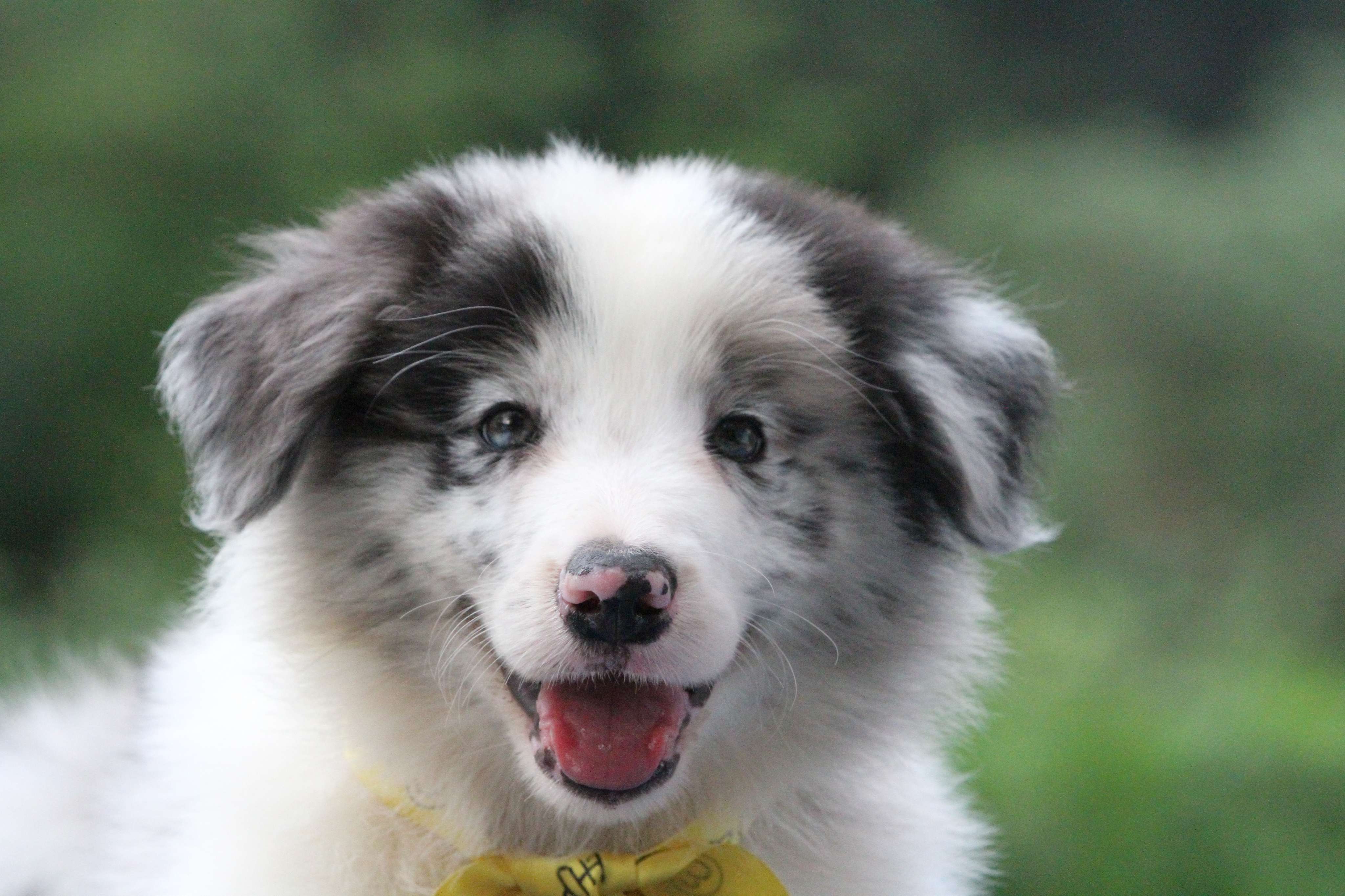 湛江得天犬舍cku协会官方地方俱乐部